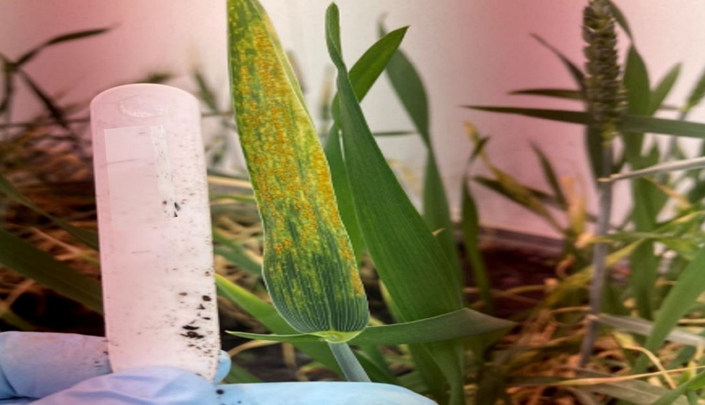 A wheat plant with yellow rust symptoms in a growth room (